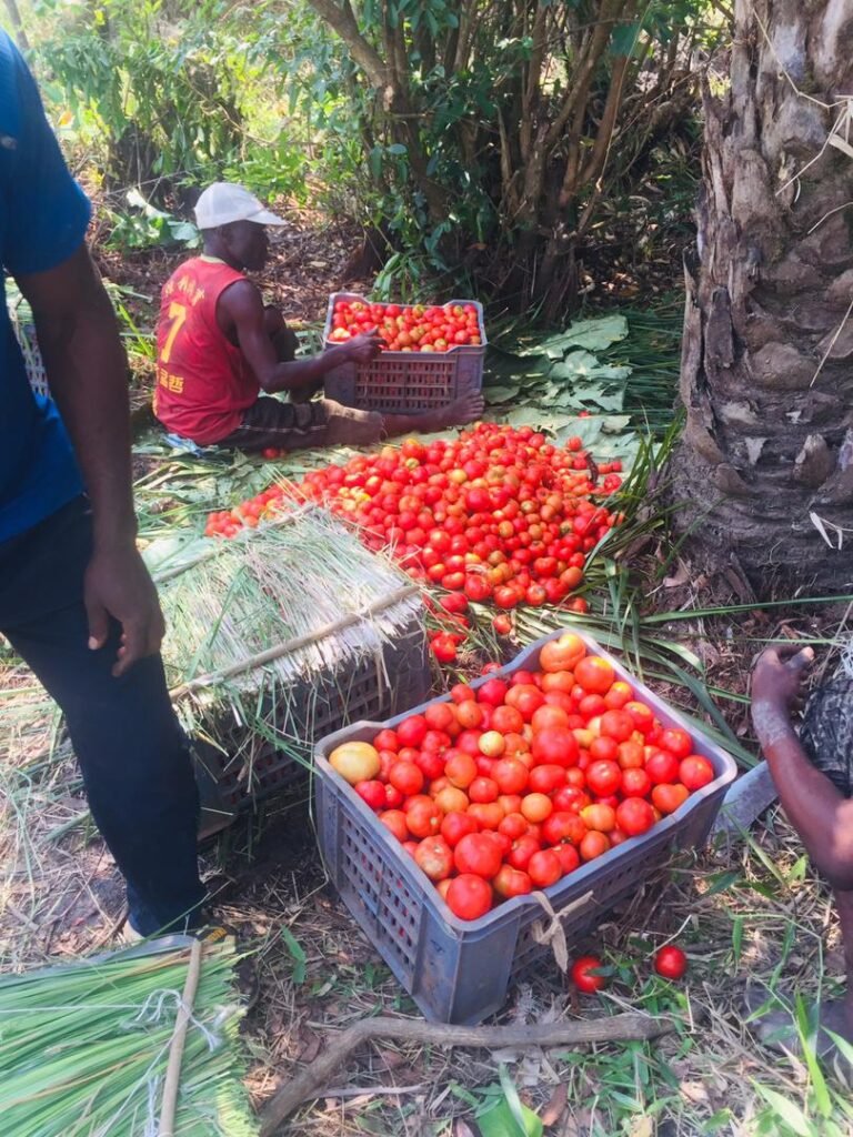 Le Groupe CIDE RDC solidarité lance ses premières récoltes dans le cadre de son programme agropastorale IDH